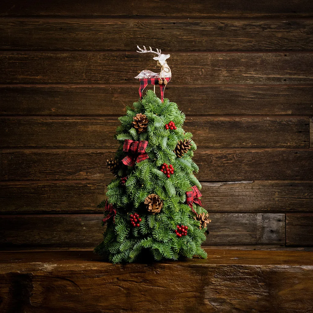King of the Forest Tree